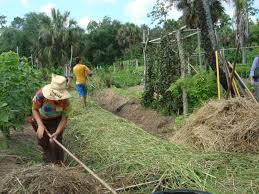 permaculture farming